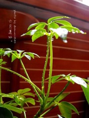清浅。