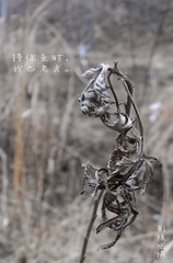枯。
