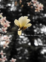 兰汀。