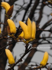 兰芒。