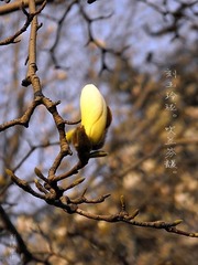 兰若。
