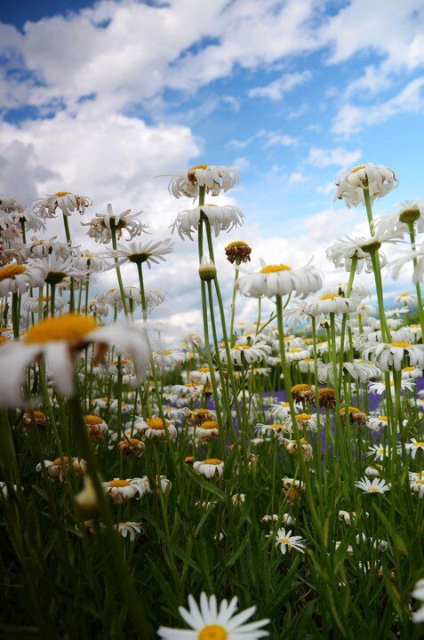 sleep in flower<br />
