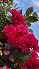 D15677CC-DA5B-47BD-B99B-A9161390E258/L0/001