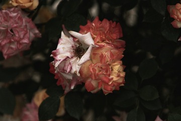 2E046598-8F98-4F52-B404-F47719D841CF/L0/001