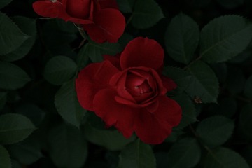 ED73A917-CA9C-4EA9-8BE2-3C78E33A501F/L0/001