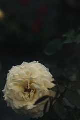 F84D1F28-2625-413B-B0A4-923A28EF7706/L0/001