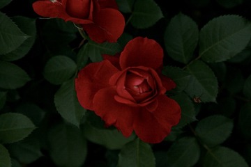 ED73A917-CA9C-4EA9-8BE2-3C78E33A501F/L0/001