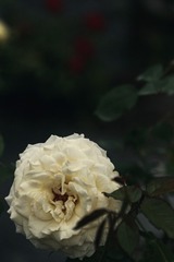 F84D1F28-2625-413B-B0A4-923A28EF7706/L0/001