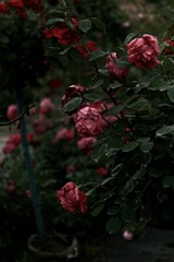 BCF26AAC-C2FA-4593-A1E3-EDEDCE89895C/L0/001