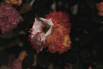 2E046598-8F98-4F52-B404-F47719D841CF/L0/001