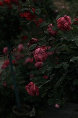 BCF26AAC-C2FA-4593-A1E3-EDEDCE89895C/L0/001