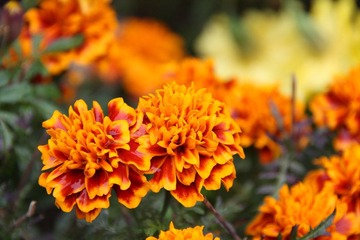 菊
