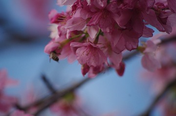 IMGP7743