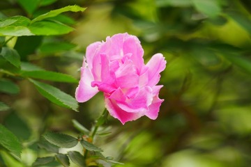 481C0C56-A94D-411F-8C73-BA05A9AFAD37/L0/001