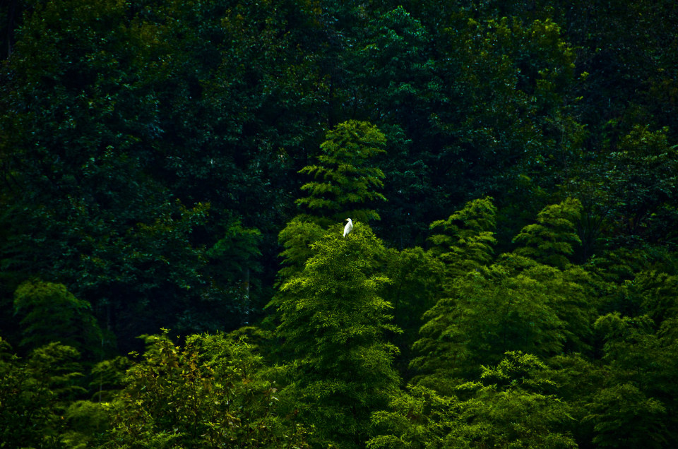 寂静 br /> 从下榻处窗前突然看到对面的山边一只白色鸟被暗绿的森林