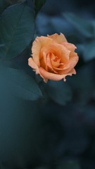 0AC54DDC-56EB-4C60-B0F1-DD43D9ECFD68/L0/001