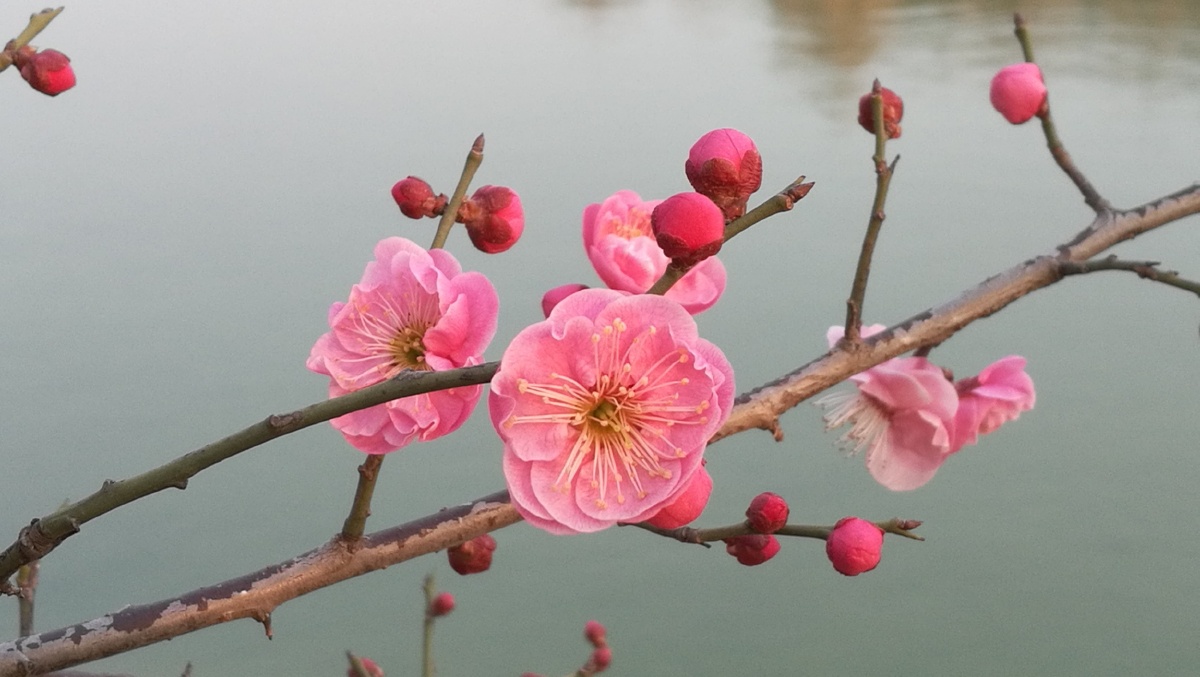 水映梅花
