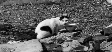 DSC00974-1.jpg