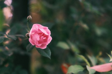 977C03E3-B999-494D-81AE-A128D242525C/L0/001
