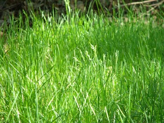 青草
