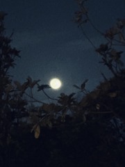 E5905D0A-0A80-4BA6-8EFD-80D0B38498BA/L0/001