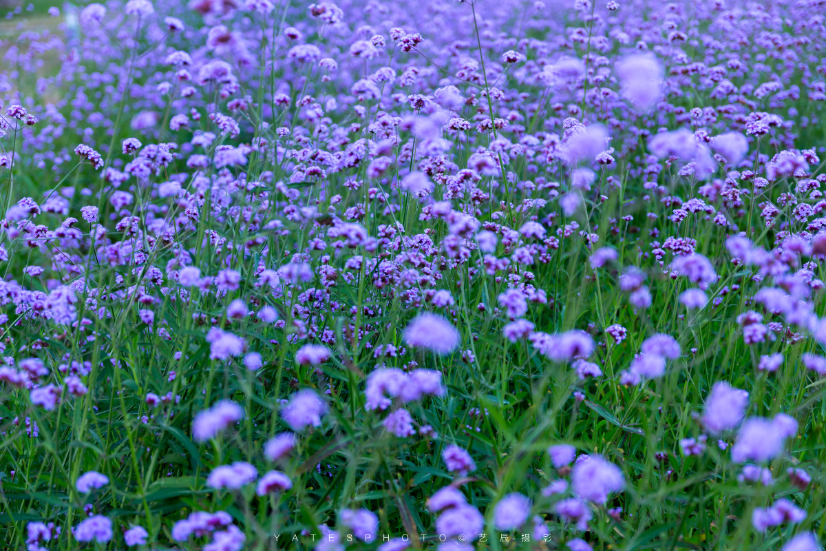 深圳湾柳叶马鞭草