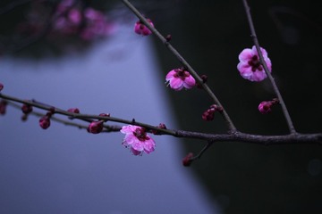 IMG_6550.JPG
