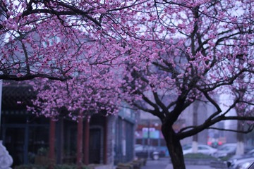 IMG_6553.JPG