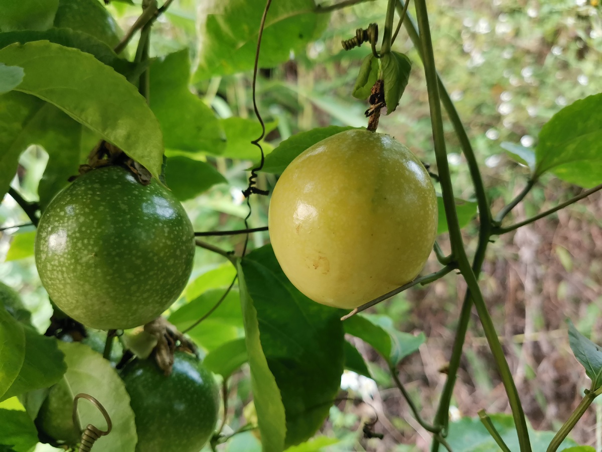 黄金百香果香甜美味. - 动植物图片 - 图虫