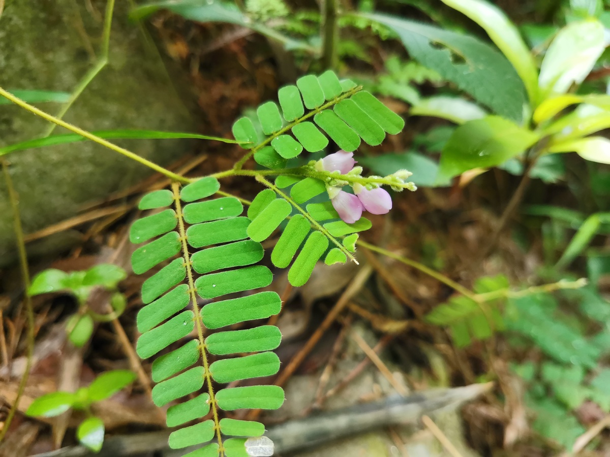 农村常见的鸡骨草凉茶 - 动植物图片 - 图虫