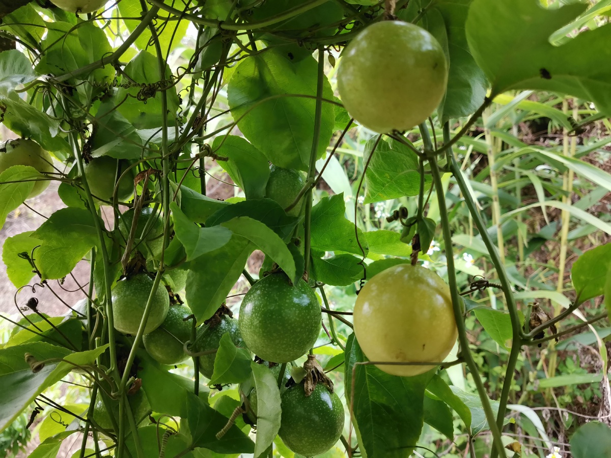 黄金百香果香甜美味. - 动植物图片 - 图虫