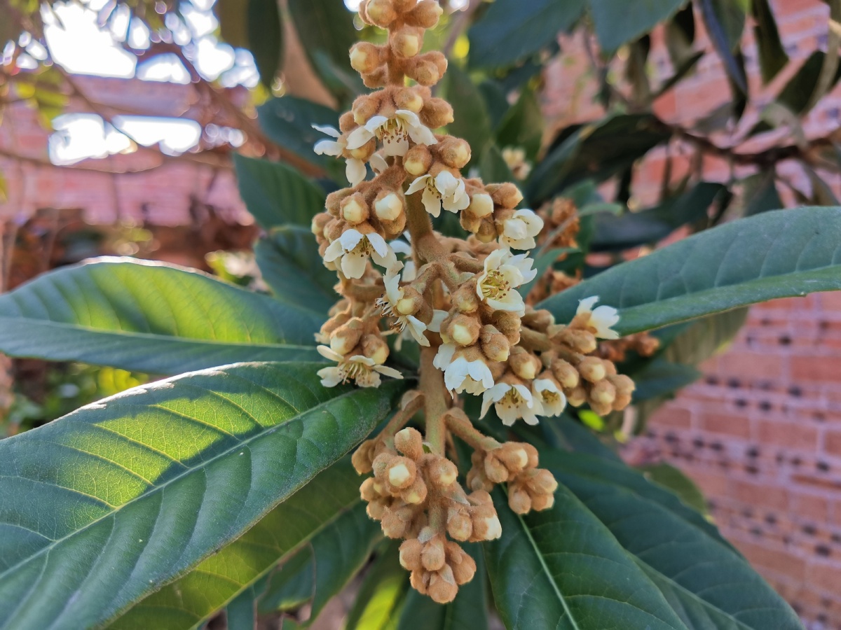 枇杷花 - 动植物图片 - 图虫