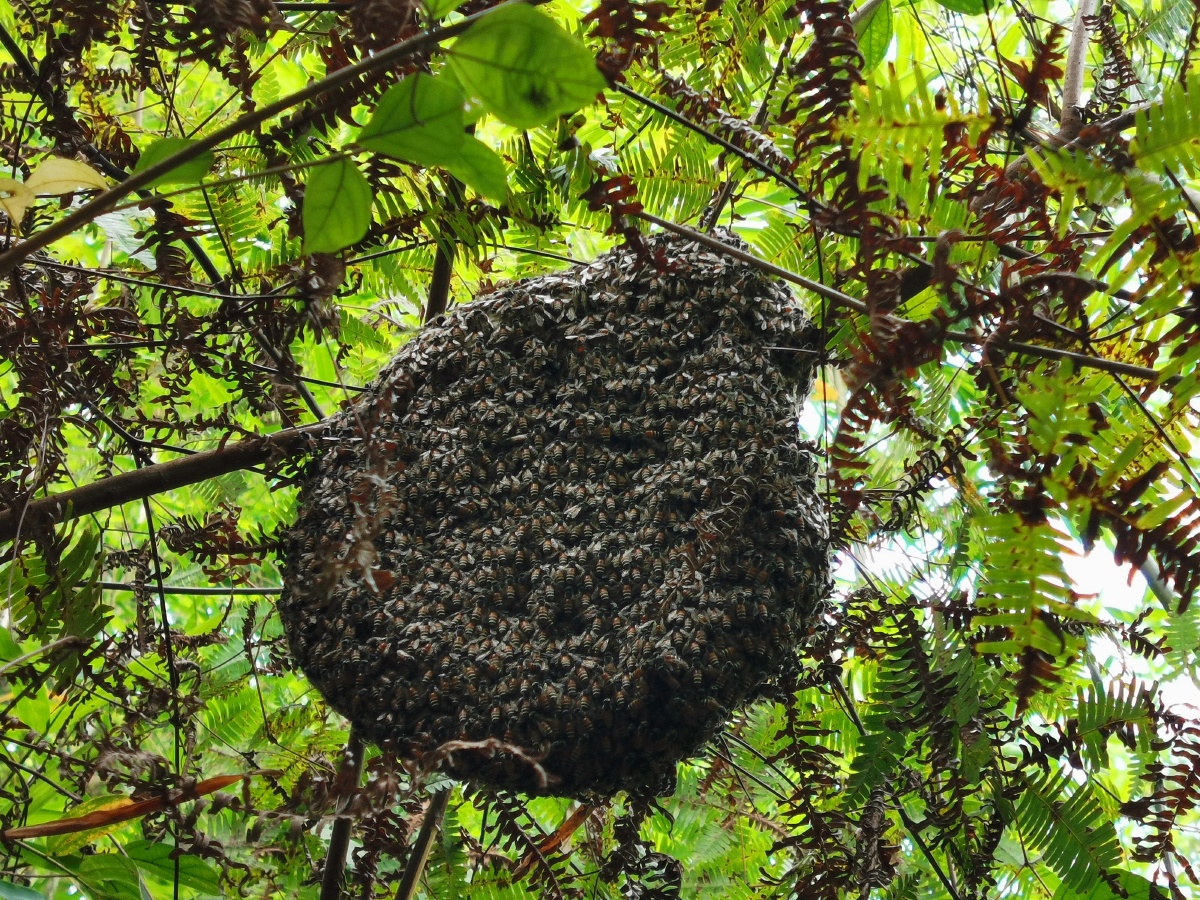 小排蜂 - 动植物图片 - 图虫