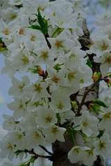 1A8A6BBC-ED75-4E91-A207-55EFEFD107F6/L0/001