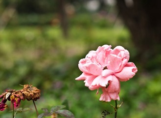 _IGP4986.jpg