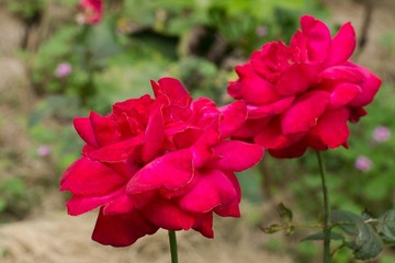_IGP5002-2.jpg