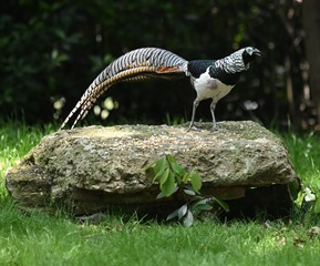 14196