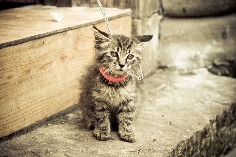 萌小咪<br />
磁器口很多小猫咪，自上次逛磁器口看到一只超级忧郁小猫咪之后，这是在磁器口再次发现的一只很乖很萌的小猫咪。哈哈哈，她不停的卖萌卖萌呀，可惜被店家套住，失去自由。