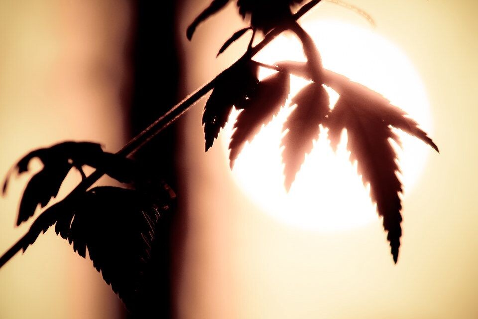 晨曦<br />
