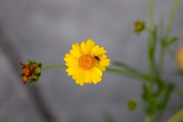 425188