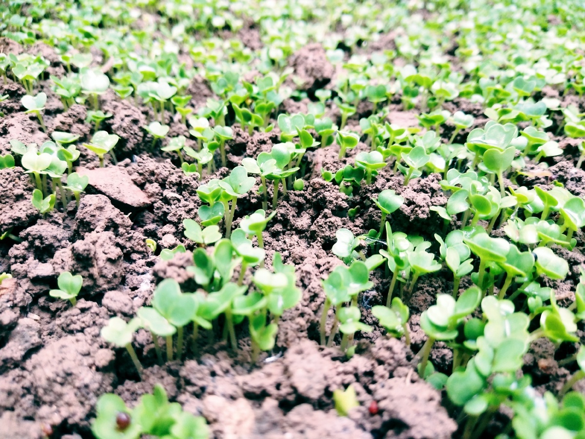土壤的味道 - 修图师尚安 - 图虫网 - 优质摄影师交流社区