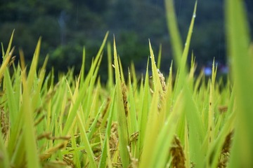 DE959A8F-53F2-4259-B2EE-6BCFBC7DA1D2/L0/001