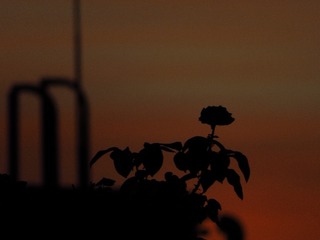21B0C503-9CC2-4D69-AE0E-2530C961CB90/L0/001