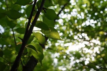 R0011686