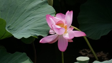 100616