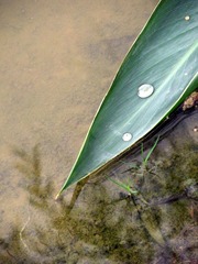 IMG_1516.JPG