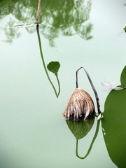 IMG_1526.JPG