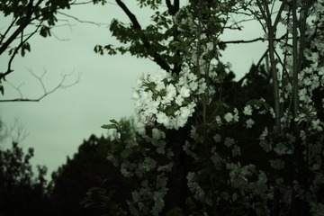 51EDAAA4-80F0-40AC-A586-5BD04A07E972/L0/001