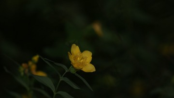 1000081142