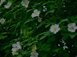 AA0E6DB5-E7CE-4C6F-8AA3-C3D66A7DC4CE/L0/001